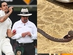 Mitchell Johnson finds snake in hotel room