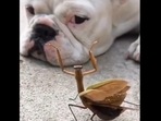 The image, taken from the viral video, shows mantis dancing in front of the dog to cheer it up. (Twitter/@buitengebieden) The image, taken from the viral video, shows mantis dancing in front of the dog to cheer it up. (Twitter/@buitengebieden)