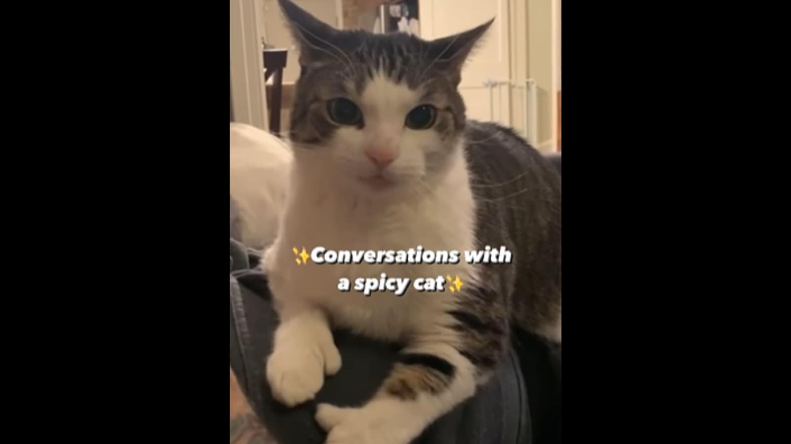 Do you know how a ‘spicy cat’ meows? Watch viral kitty video to find out