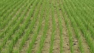 The infestation in paddy fields is believed to be linked to the upcoming ‘Thingtam’ or flowering of a particular bamboo species called Bambusa Tulda, in 2025. (HT File Photo/Representative image) The infestation in paddy fields is believed to be linked to the upcoming ‘Thingtam’ or flowering of a particular bamboo species called Bambusa Tulda, in 2025. (HT File Photo/Representative image)