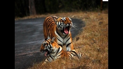 The plan is to shift four to five young female tigers from the Bramhapuri forest division to the NNTR for scientific population management (WII Dehradun) The plan is to shift four to five young female tigers from the Bramhapuri forest division to the NNTR for scientific population management (WII Dehradun)