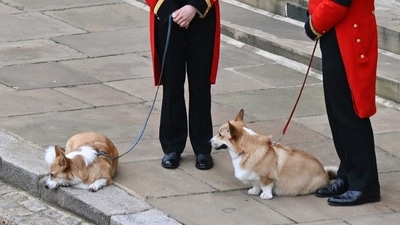 Queen Elizabeth II's Funeral: The Queen's corgis, Muick and Sandy are walked inside Windsor Castle ahead of the Committal Service for Queen Elizabeth II.&nbsp; (AFP)