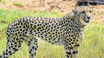 A cheetah after being released inside a special enclosure of the Kuno National Park in Madhya Pradesh on Saturday (PTI) (HT_PRINT) A cheetah after being released inside a special enclosure of the Kuno National Park in Madhya Pradesh on Saturday (PTI) (HT_PRINT)