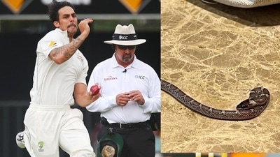 Mitchell Johnson finds snake in hotel room Mitchell Johnson finds snake in hotel room
