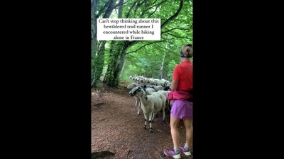 The image, taken from the viral video, shows sheep following the trail runner in France. (Instagram/@elea_gram) The image, taken from the viral video, shows sheep following the trail runner in France. (Instagram/@elea_gram)