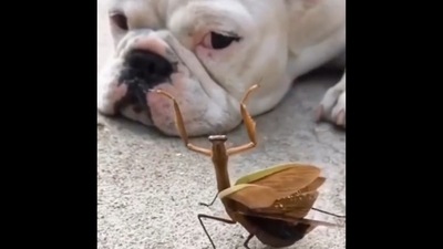 The image, taken from the viral video, shows mantis dancing in front of the dog to cheer it up.&nbsp; (Twitter/@buitengebieden)