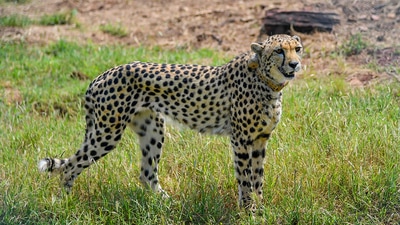Cheetahs brought from Namibia savour 1st meal in India, seem playful: Officials (PTI) Cheetahs brought from Namibia savour 1st meal in India, seem playful: Officials (PTI)