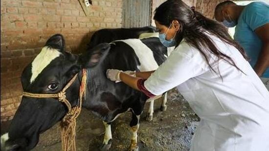 A health official vaccinates a cow against lumpy skin disease. (File image)