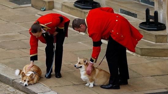 Queen Elizabeth II's Funeral: The royal corgis await the cortege on the day of the state funeral.(Reuters)