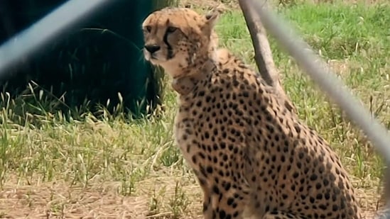 One of the cheetahs at Kuno on Sunday. (HT Photo)