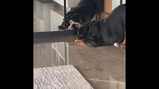The image, taken from the video shared on Instagram, shows Ram Kapoor and Gautami Kapoor's dog barking at his own reflection in the mirror. (Instagram/@gautamikapoor) The image, taken from the video shared on Instagram, shows Ram Kapoor and Gautami Kapoor's dog barking at his own reflection in the mirror. (Instagram/@gautamikapoor)