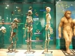 Evolution is not a step-by-step process, but rather a constantly branching tree with many species going extinct throughout.&nbsp;