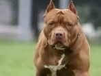 Police say the boy and his grandmother were acquainted with the dogs.(Pic for representation)