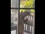 The image, taken from the Facebook video, shows the huge tegu lizard outside a house in Florida.