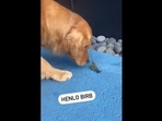 The image, taken from the Instagram video, shows the Golden Retriever looking at a tiny bird.