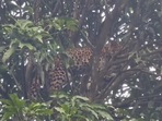 The image, taken from the Twitter video, shows the leopard sitting atop a tree.