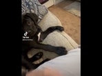The image, taken from the Twitter video, shows the dog with his paw kept on his pet mom’s leg.