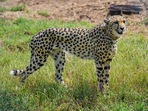 While we can consult international scientists regarding the ecology of the cheetah, we must also tap into our home-grown conservation strategies. (PTI) While we can consult international scientists regarding the ecology of the cheetah, we must also tap into our home-grown conservation strategies. (PTI)