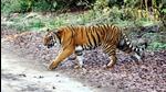 A tiger crossing a road in the Corbett tiger reserve. (HT File Photo)