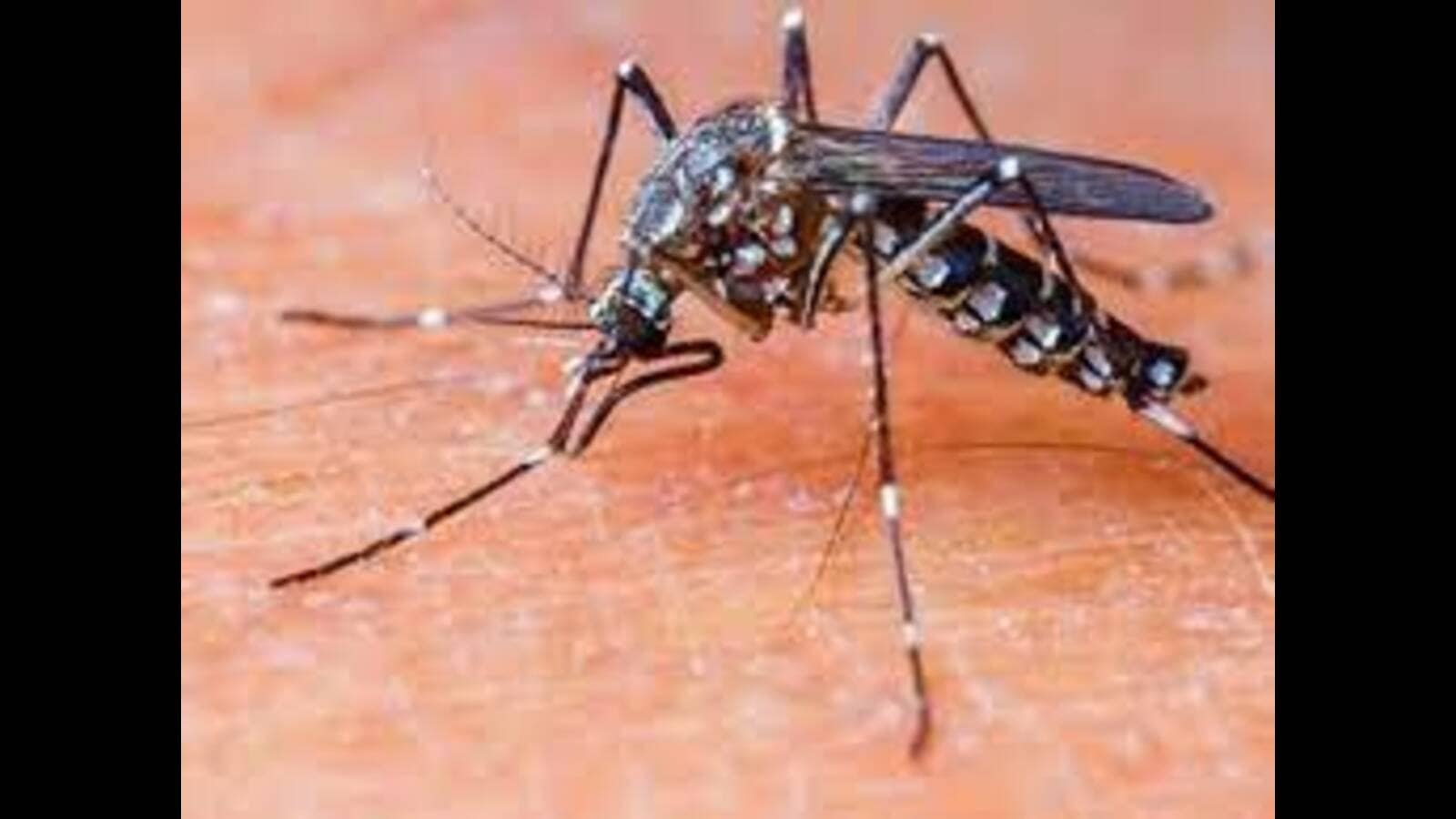 पंचकूला में ‘रहस्यमय मौतों’ के पीछे डेंगू: पीजीआईएमईआर विशेषज्ञ पंचकूला में ‘रहस्यमय मौतों’ के पीछे डेंगू: पीजीआईएमईआर विशेषज्ञ