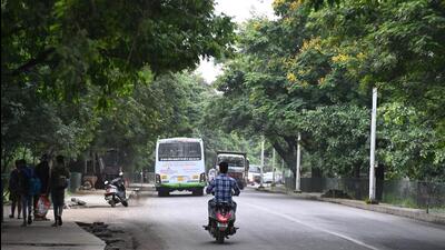 The PMC tree department revealed that many old trees do not have cement concrete foundation. (HT PHOTO) The PMC tree department revealed that many old trees do not have cement concrete foundation. (HT PHOTO)