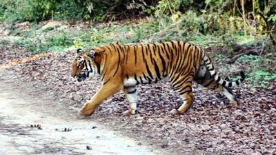 A tiger crossing a road in the Corbett tiger reserve. (HT File Photo) A tiger crossing a road in the Corbett tiger reserve. (HT File Photo)