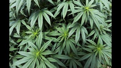 Cannabis plants. (File Photo)