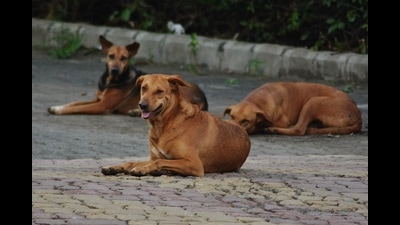 Both residents and elected members of Hadapsar have opposed the Pune Municipal Corporation’s (PMC) decision to build an animal hospital in Hadapsar. (HT FILE PHOTO) Both residents and elected members of Hadapsar have opposed the Pune Municipal Corporation’s (PMC) decision to build an animal hospital in Hadapsar. (HT FILE PHOTO)