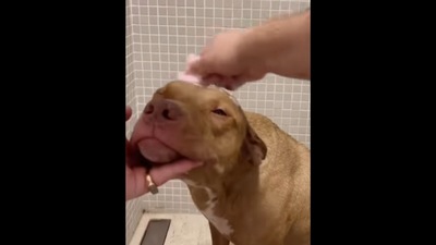 The calm Pitbull dog can be seen during bath time.&nbsp; (Instagram/@seuamigopitbull)