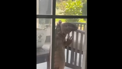 The image, taken from the Facebook video, shows the huge tegu lizard outside a house in Florida. (Facebook/@Joycelyn Penson)
