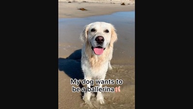 The image, taken from the Instagram, shows the Golden Retriever who ‘wants’ to be a Ballerina. (Instagram/@ladyandtheblues)