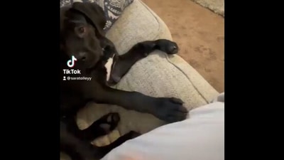 The image, taken from the Twitter video, shows the dog with his paw kept on his pet mom’s leg. (TikTok)