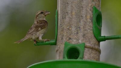 A house sparrow spotted in Ludhiana. (Gurpreet Singh/HT) A house sparrow spotted in Ludhiana. (Gurpreet Singh/HT)