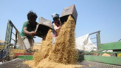 No procurement took place in Haryana mandis on Tuesday as arhtiyas’ indefinite strike entered second day. They are protesting against the trading of basmati varieties on the e-NAM portal. (HT file photo)