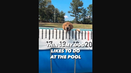 The image, taken from the Instagram video, shows the Golden Retriever inside a pool.(Instagram/@goldie.swag)