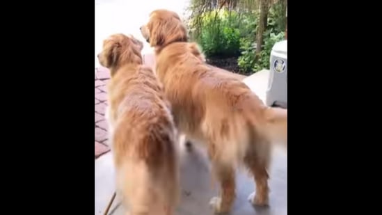 The golden retriever dogs can be seen wagging their tails in this video.&nbsp;(Instagram/@lizzie.bear)
