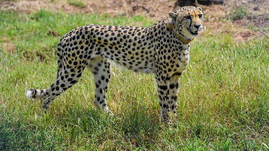 While we can consult international scientists regarding the ecology of the cheetah, we must also tap into our home-grown conservation strategies.&nbsp;(PTI)
