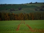 Newly planted energy crop Miscanthus grows on the grounds at St. Mary's Abbey in Glencairn, Ireland November 23, 2021.(REUTERS)