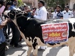 BJP MLA from Pushkar assembly constituency Suresh Singh Rawat reached there with a cow and started moving towards the assembly premises. BJP MLA from Pushkar assembly constituency Suresh Singh Rawat reached there with a cow and started moving towards the assembly premises.