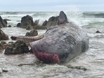 Photos distributed by the department showed whales lying on their sides in shallow water on the rocky shore of the island.(AFP) Photos distributed by the department showed whales lying on their sides in shallow water on the rocky shore of the island.(AFP)
