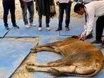 As many as 101 cattle died due to the lumpy virus in Madhya Pradesh and at least 531 cases of lumpy skin disease have been reported from the national capital. As many as 101 cattle died due to the lumpy virus in Madhya Pradesh and at least 531 cases of lumpy skin disease have been reported from the national capital.