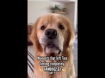 The image, taken from the video, shows the cute Golden Retriever dog. The text insert on it reads, “Moments that left Finn feeling completely bamboozled. Part II.”(Instagram/@goldengirl_xena) The image, taken from the video, shows the cute Golden Retriever dog. The text insert on it reads, “Moments that left Finn feeling completely bamboozled. Part II.”(Instagram/@goldengirl_xena)