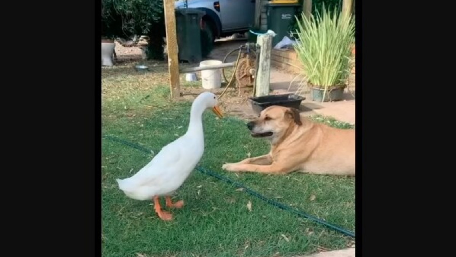 do ducks and dogs get along