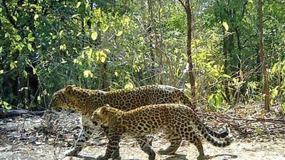The camera trap study, conducted under the WCT-USAID Tiger Matters Programme, between Nov 2014 and June 2015, found around 180 adult leopards living outside protected forest areas in Vidarbha. (Photo credit - © Wildlife Conservation Trust/USAID/Maharashtra Forest Department | Camera traps: Panthera Inc.) The camera trap study, conducted under the WCT-USAID Tiger Matters Programme, between Nov 2014 and June 2015, found around 180 adult leopards living outside protected forest areas in Vidarbha. (Photo credit - © Wildlife Conservation Trust/USAID/Maharashtra Forest Department | Camera traps: Panthera Inc.)