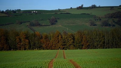 Newly planted energy crop Miscanthus grows on the grounds at St. Mary's Abbey in Glencairn, Ireland November 23, 2021. (REUTERS)