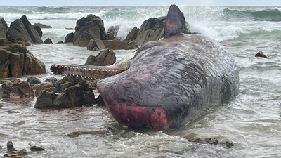 Photos distributed by the department showed whales lying on their sides in shallow water on the rocky shore of the island. (AFP)