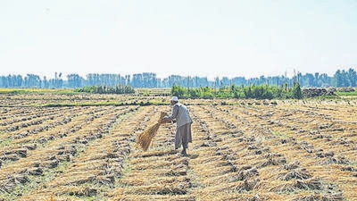 Total foodgrain output from summer-sown crops is projected to be 149.92 million tonnes and rice output will be 104.99 million tonne (ANI) Total foodgrain output from summer-sown crops is projected to be 149.92 million tonnes and rice output will be 104.99 million tonne (ANI)