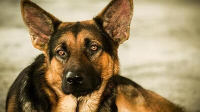 A case under Sections 428 (mischief by killing, poisoning, maiming or rendering useless any animal) and 429 (killing or maiming animal) of the Indian Penal Code and Section 11 (1) (causing suffering to animal) of Prevention of Cruelty to Animals has been registered against the Mansa resident for killing pet dog. (HT File)
