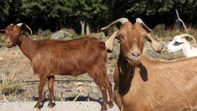 As per officials, around two to three stray animals are picked up by the civic workers on daily basis as per the complaints or information received from the residents. (REPRESENTATIVE PHOTO)