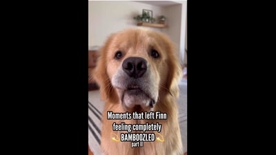 The image, taken from the video, shows the cute Golden Retriever dog. The text insert on it reads, “Moments that left Finn feeling completely bamboozled. Part II.” (Instagram/@goldengirl_xena) The image, taken from the video, shows the cute Golden Retriever dog. The text insert on it reads, “Moments that left Finn feeling completely bamboozled. Part II.” (Instagram/@goldengirl_xena)